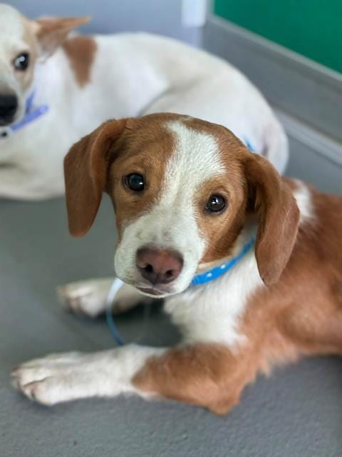 Photo of Fred, adoptable Chihuahua in Visalia, California