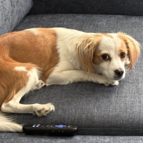 Photo of Padme, adoptable Mixed Breed (Small) in San Francisco, California