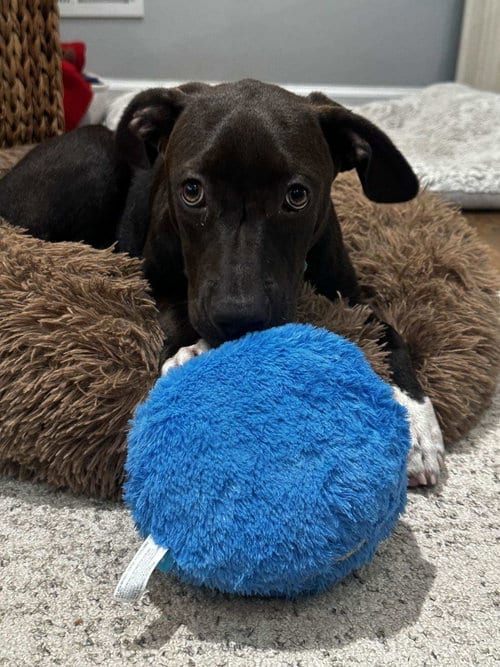 Photo of Aggy, adoptable Labrador Retriever in Tarrytown, Georgia