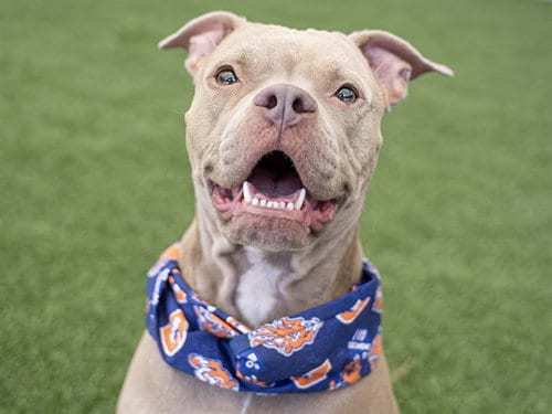 Photo of Missy, adoptable Pit Bull Terrier in Denver, Colorado