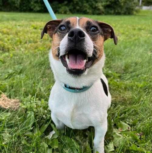 Photo of Lucky, adoptable Jack Russell Terrier in Muskegon, Michigan
