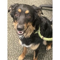 Photo of Benny, adoptable Australian Shepherd in Pueblo, Colorado
