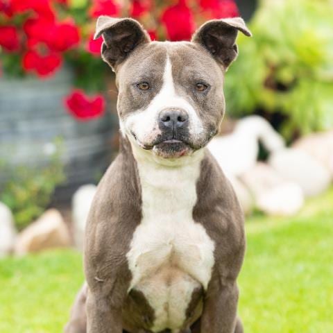 Photo of Whitney, adoptable Pit Bull Terrier in Camarillo, California