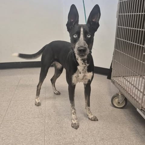 Photo of Violet 26-08-103, adoptable Shepherd / Mixed Breed (Medium) in Bastrop, Texas