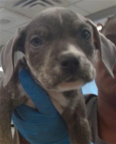 Photo of A480351, adoptable Pit Bull Terrier in Oklahoma City, Oklahoma