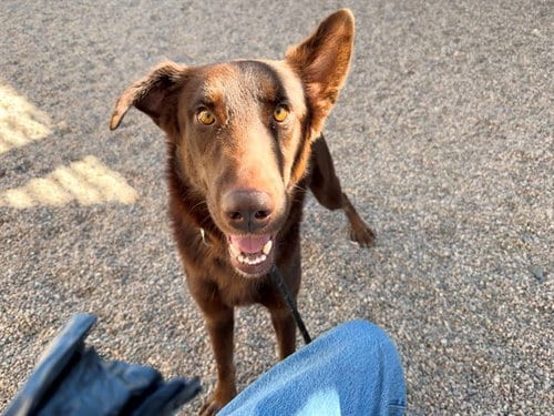 Photo of Tony Chocolonely, adoptable Labrador Retriever in Mesa, Arizona