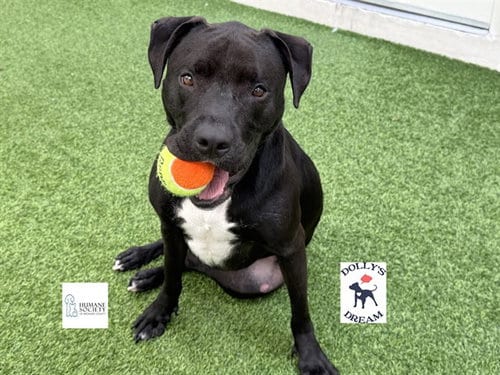 Photo of Mia, adoptable American Staffordshire Terrier in Ft Lauderdale, Florida