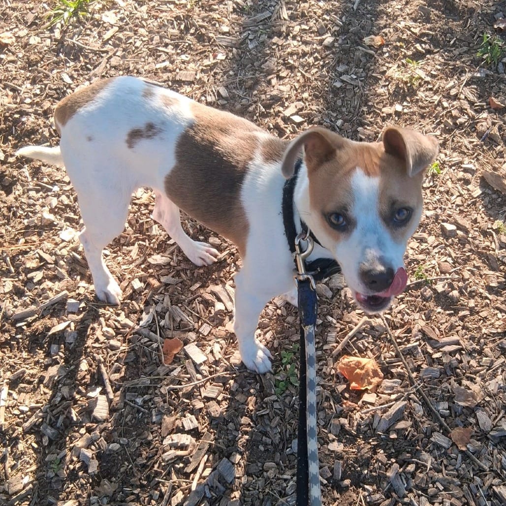 Photo of Gravy, adoptable Terrier, Pit Bull in Greensboro, North Carolina