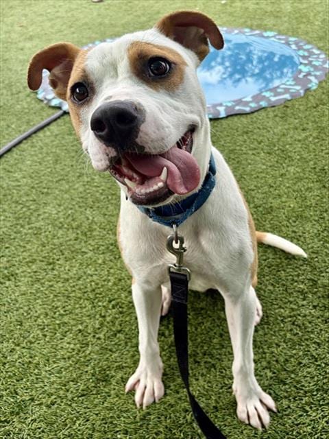 Photo of Isaac, adoptable Pit Bull Terrier in Statesville, North Carolina