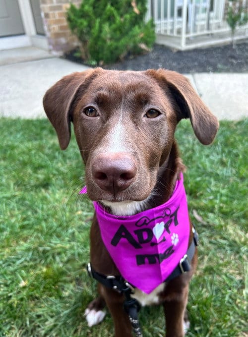 Photo of Elizabeth, adoptable Labrador Retriever in Cliffwood, New Jersey