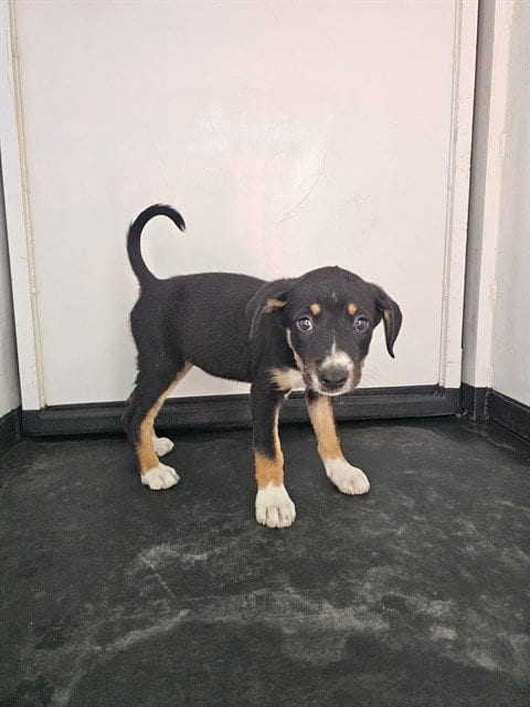 Photo of A171724, adoptable German Shepherd Dog in Bakersfield, California