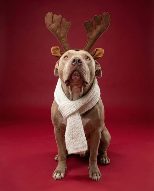 Photo of Pudge, adoptable American Pit Bull Terrier in Chandler, Arizona