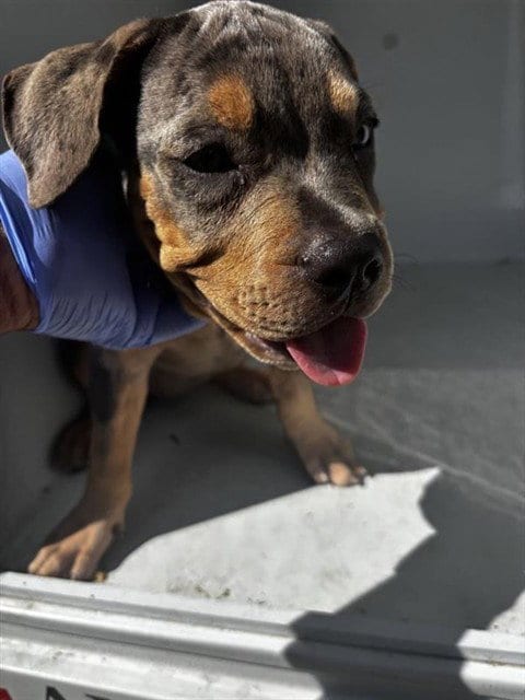 Photo of A661817, adoptable Rottweiler in Houston, Texas
