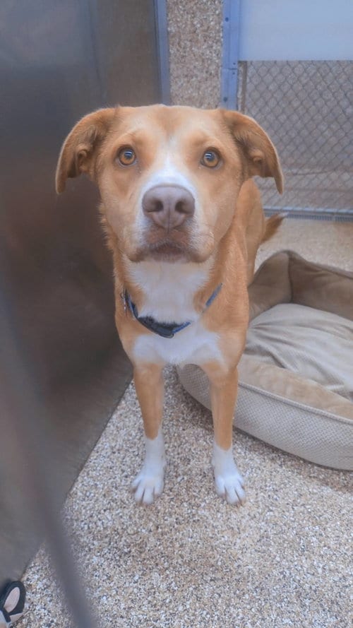 Photo of Mo, adoptable Terrier in Martinsburg, West Virginia