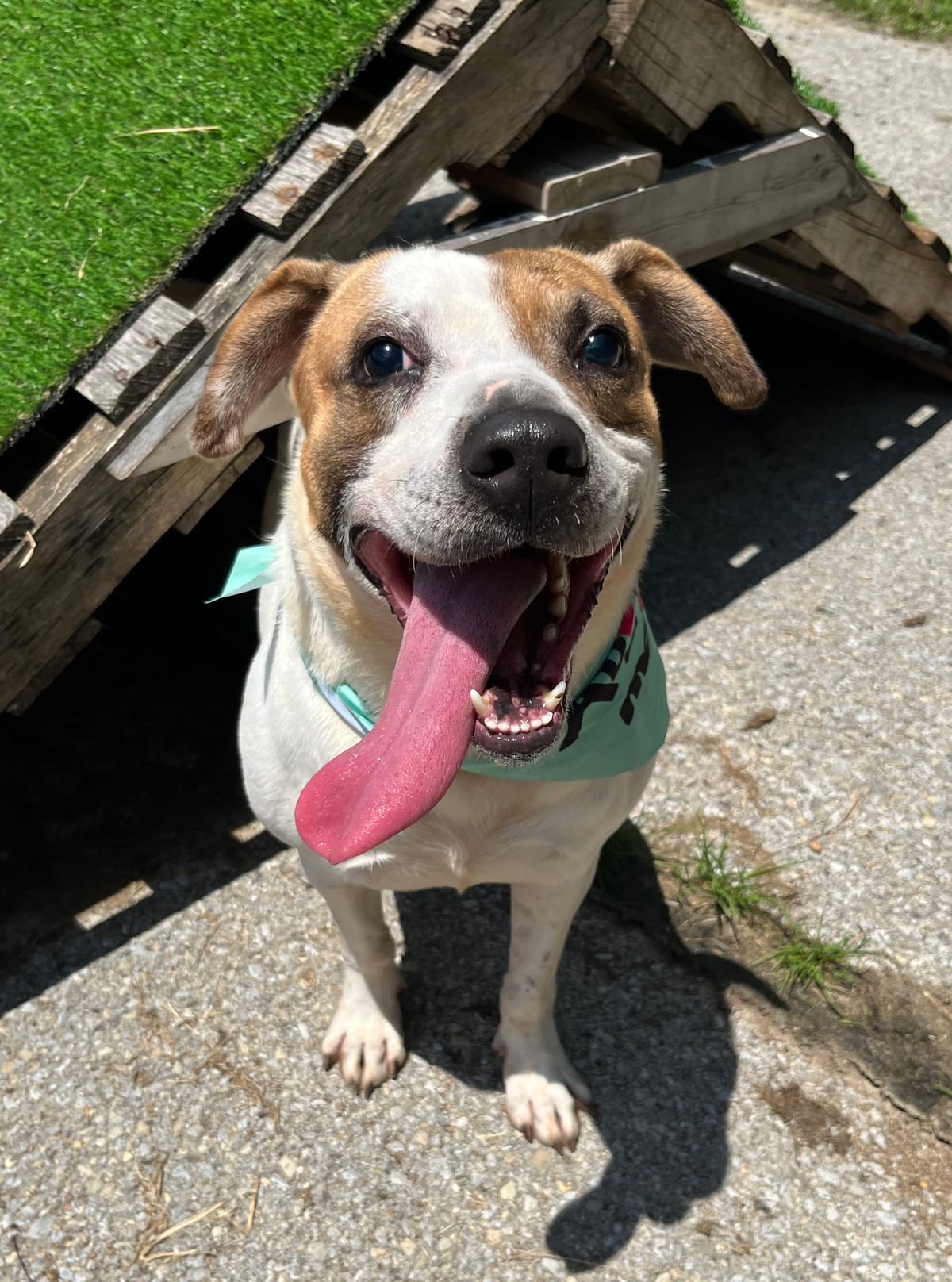 Photo of Cheese, adoptable dog in Fayetteville, West Virginia