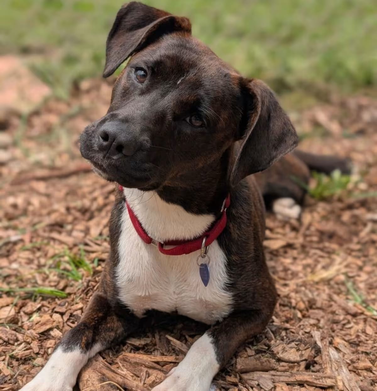 Photo of 7903 Gina, adoptable Mixed Breed (Medium)/Mixed Breed (Medium) in Hartwell, Georgia
