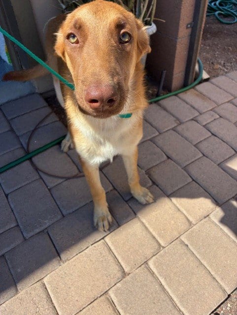Photo of Marzipan, adoptable German Shepherd Dog in Phoenix, Arizona