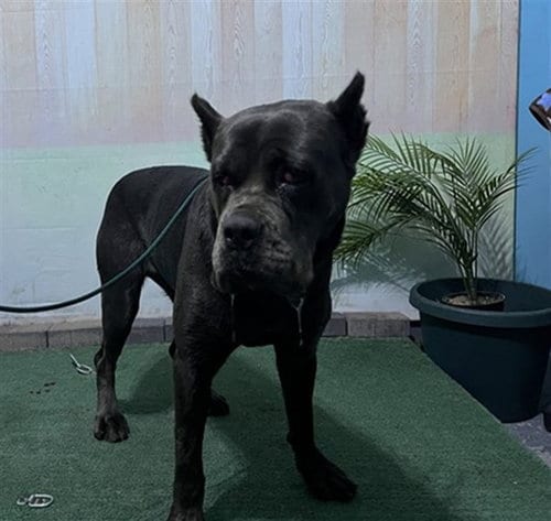 Photo of Gina, adoptable Cane Corso Mastiff in Baldwin Park, California