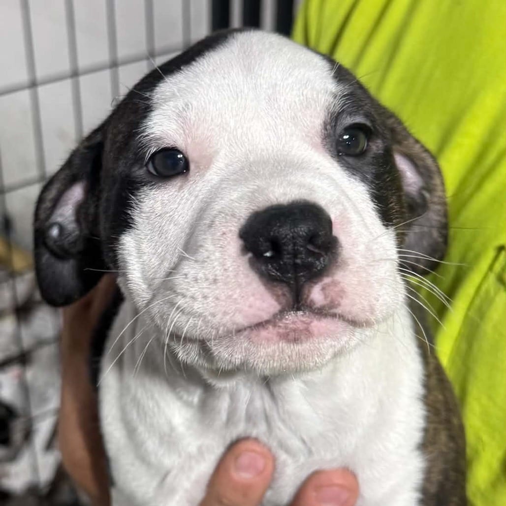 Photo of Dakota, adoptable Mixed Breed (Large) in DeKalb, Illinois