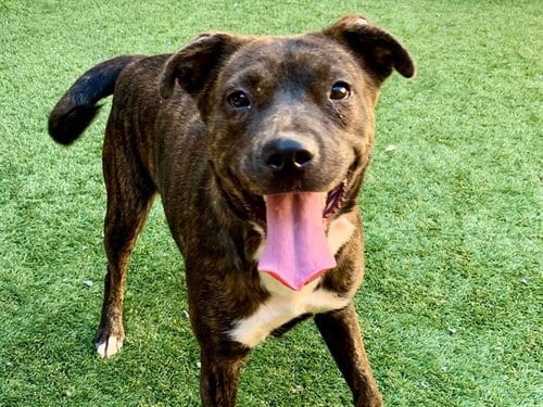 Photo of Alene, adoptable Pit Bull Terrier in Moreno Valley, California