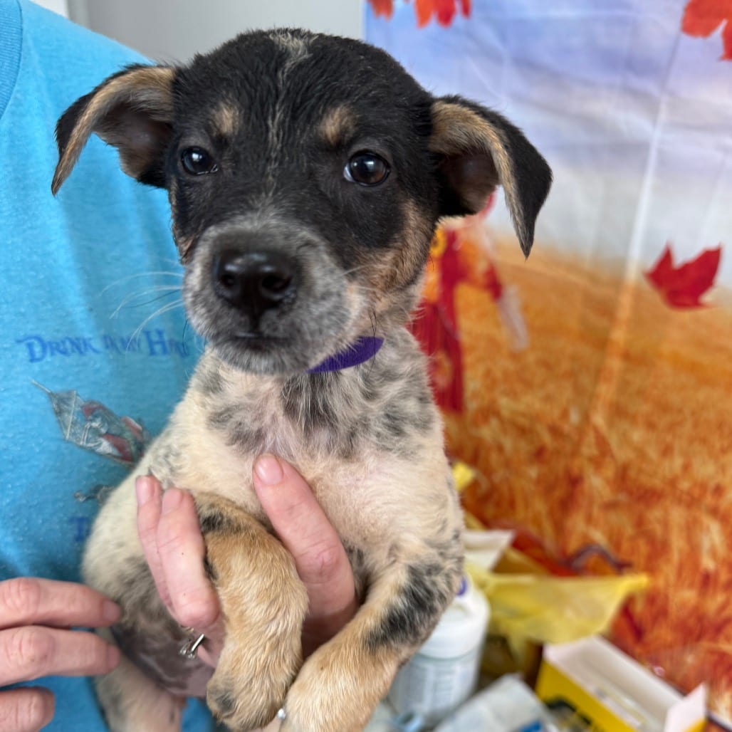 Photo of Riana, adoptable Collie, Border / Cattle Dog, Australian (Blue Heeler) in Normal, Illinois