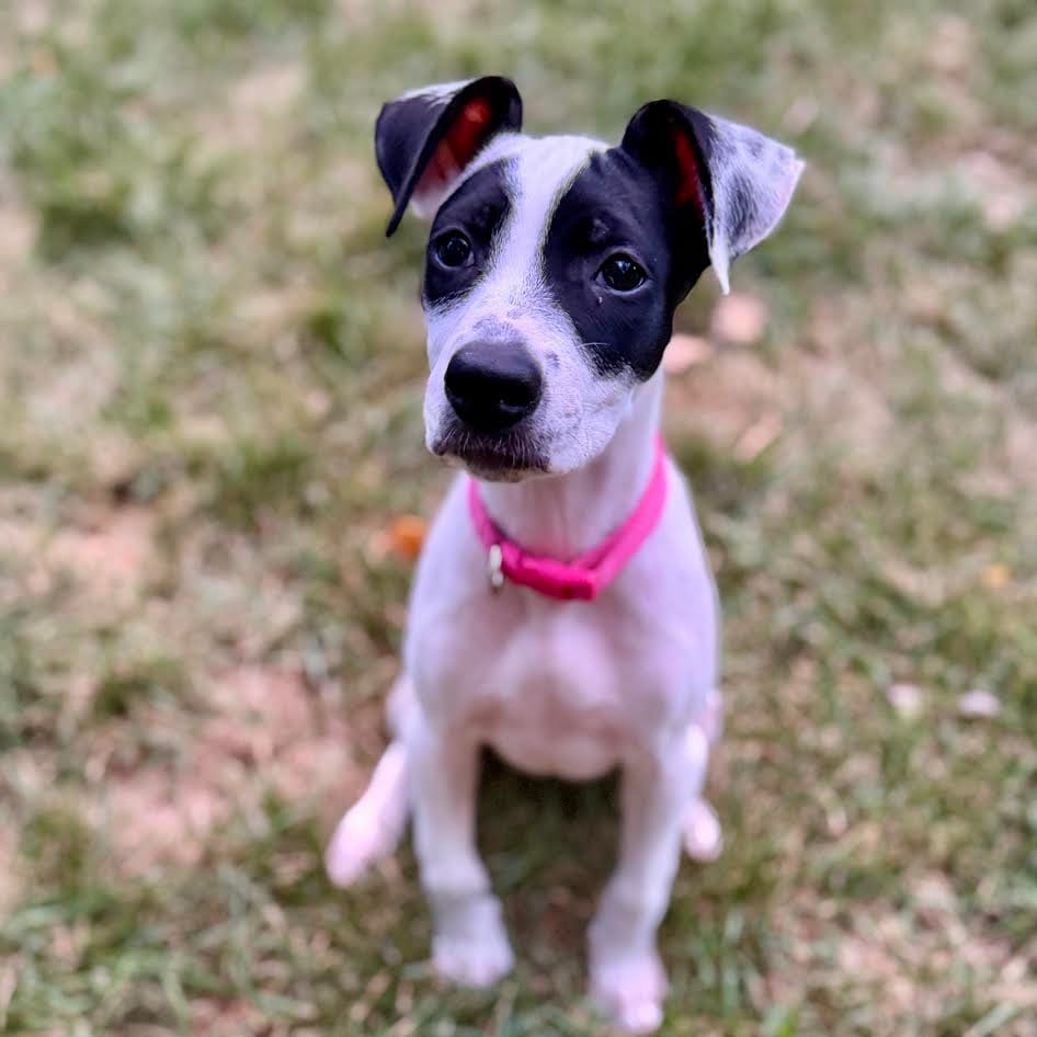Photo of Michi D70649, adoptable Terrier, American Pit Bull / Mixed Breed (Medium) in Minnesota, Minnesota