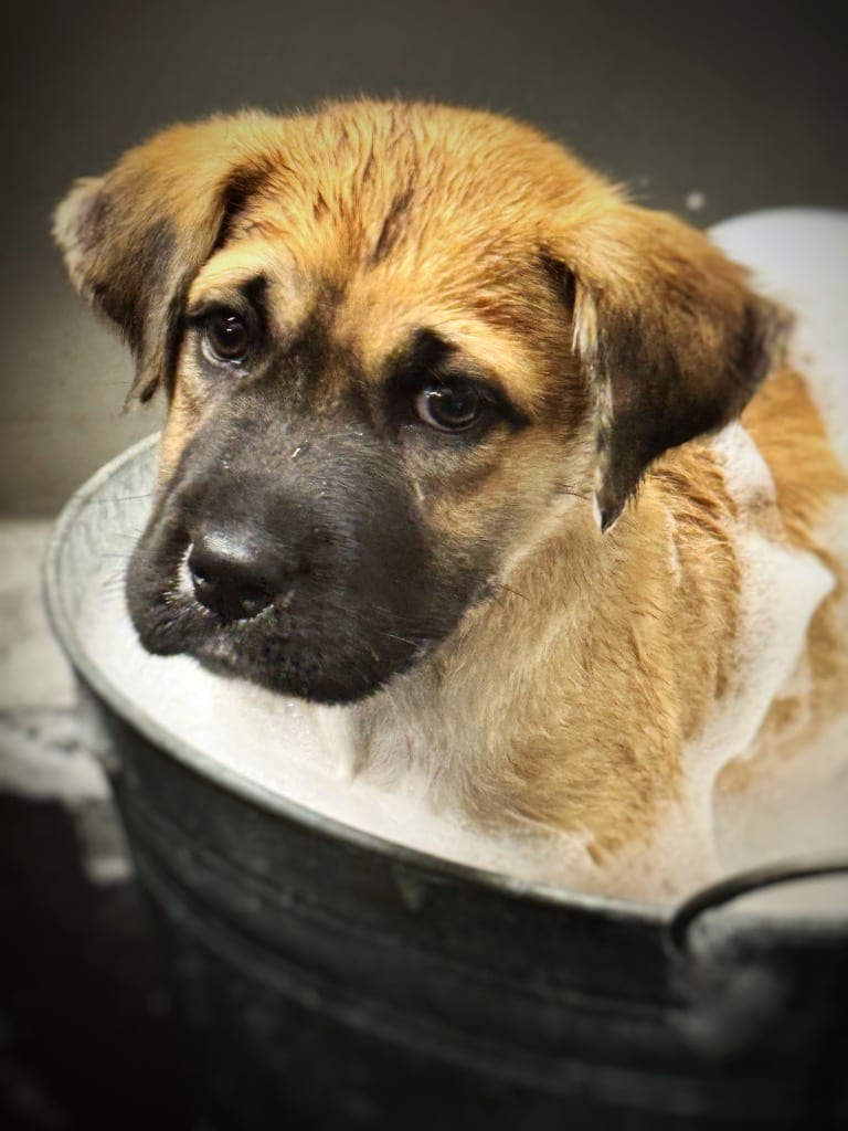 Photo of Pluto, adoptable Mixed Breed in Douglasville, Georgia