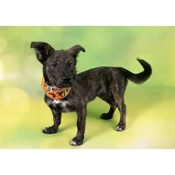 Photo of Harry, adoptable Cardigan Welsh Corgi in Ft Lauderdale, Florida
