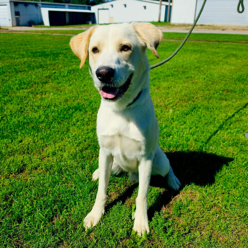 Photo of Toby, adoptable Retriever, Yellow Labrador in Tipton, Iowa