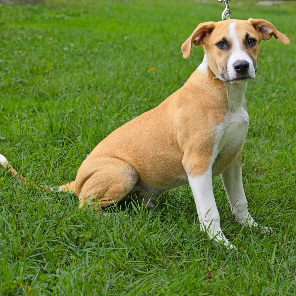Photo of Big Boy, adoptable Retriever / Mix in South Elgin, Illinois