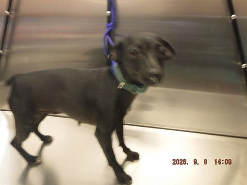 Photo of Bugs, adoptable Chihuahua in Miami, Florida
