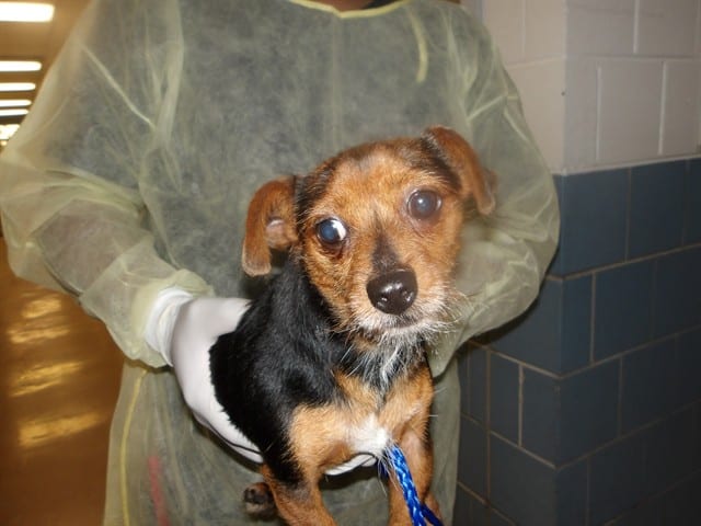 Photo of Bean, adoptable Chihuahua - Smooth Coated in Chicago, Illinois