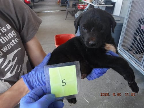 Photo of Midnight, adoptable Labrador Retriever in Oroville, California