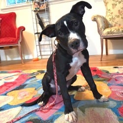 Photo of Duke, adoptable American Pit Bull Terrier Mixed Breed (Medium) in Frederick, Maryland