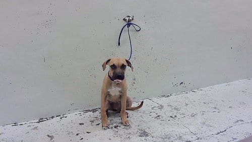 Photo of A2099702, adoptable Mastiff in Houston, Texas