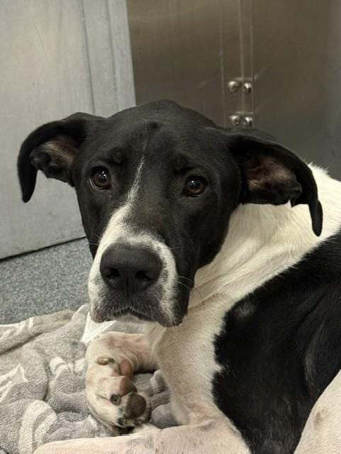 Photo of Lucas, adoptable Great Dane in Dallas, Texas