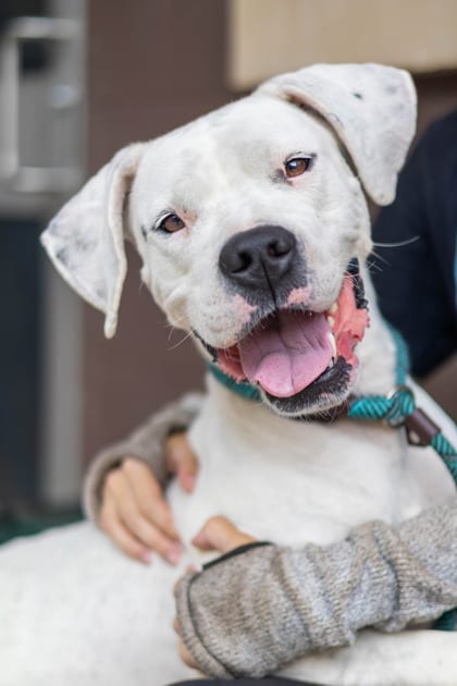 Photo of Nesta, adoptable dog in Chamblee, Georgia