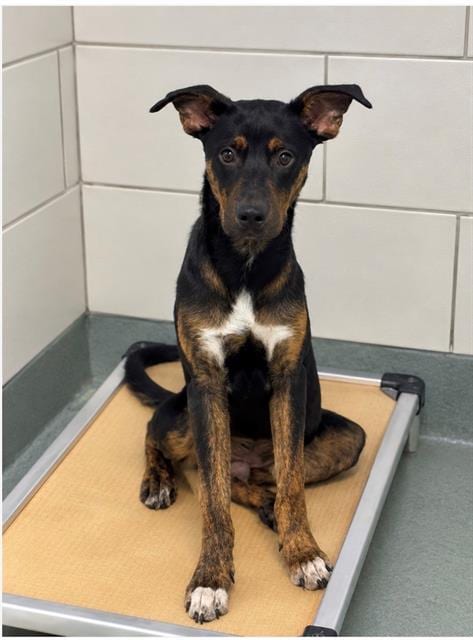 Photo of October, adoptable German Shepherd Dog in Baytown, Texas