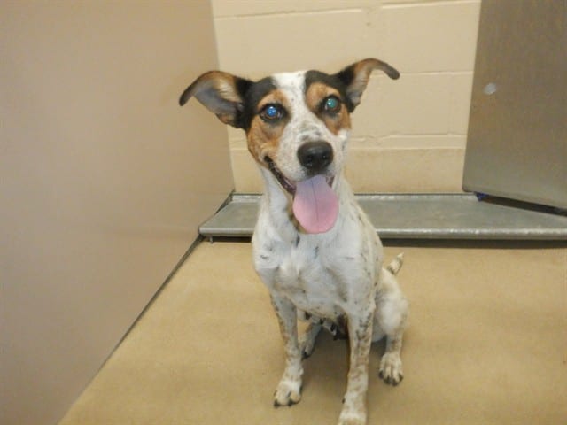 Photo of Senior Rat Terrier and Black and Tan Coonhound, adoptable Rat Terrier and Black and Tan Coonhound in San José, California