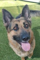 Photo of Ramone D5224, adoptable German Shepherd Dog in Fremont, California