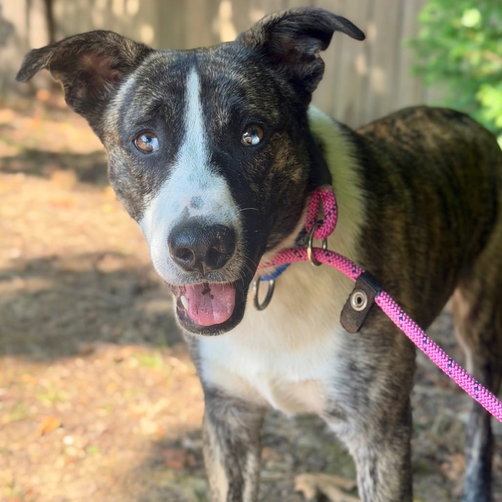 Photo of Andy, adoptable Mixed Breed (Medium)