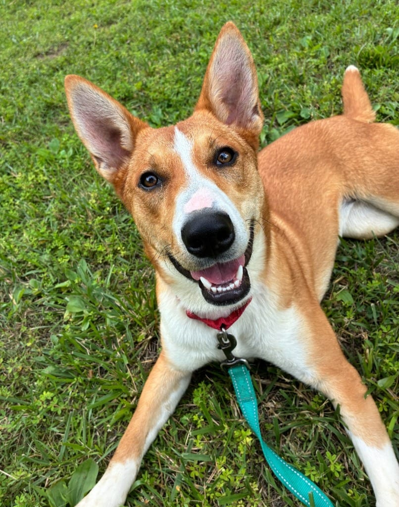 Photo of CeeCee, adoptable Basenji in Crossville, Tennessee