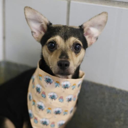 Photo of Baby, adoptable Chihuahua in San Antonio, Texas
