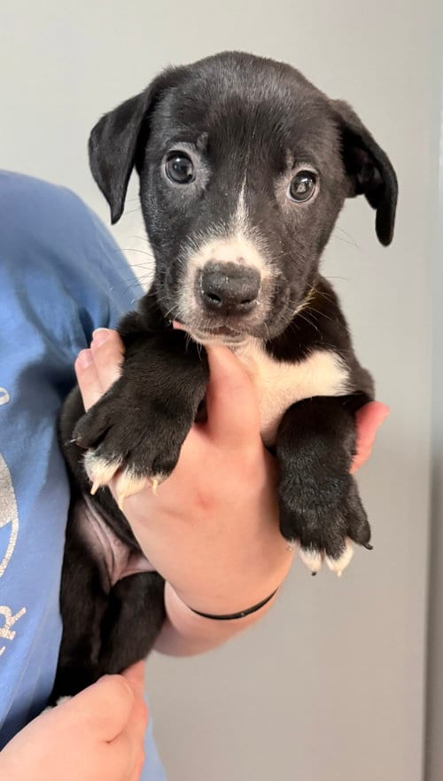 Photo of Anya, adoptable Pit Bull Terrier in Clarkston, Michigan