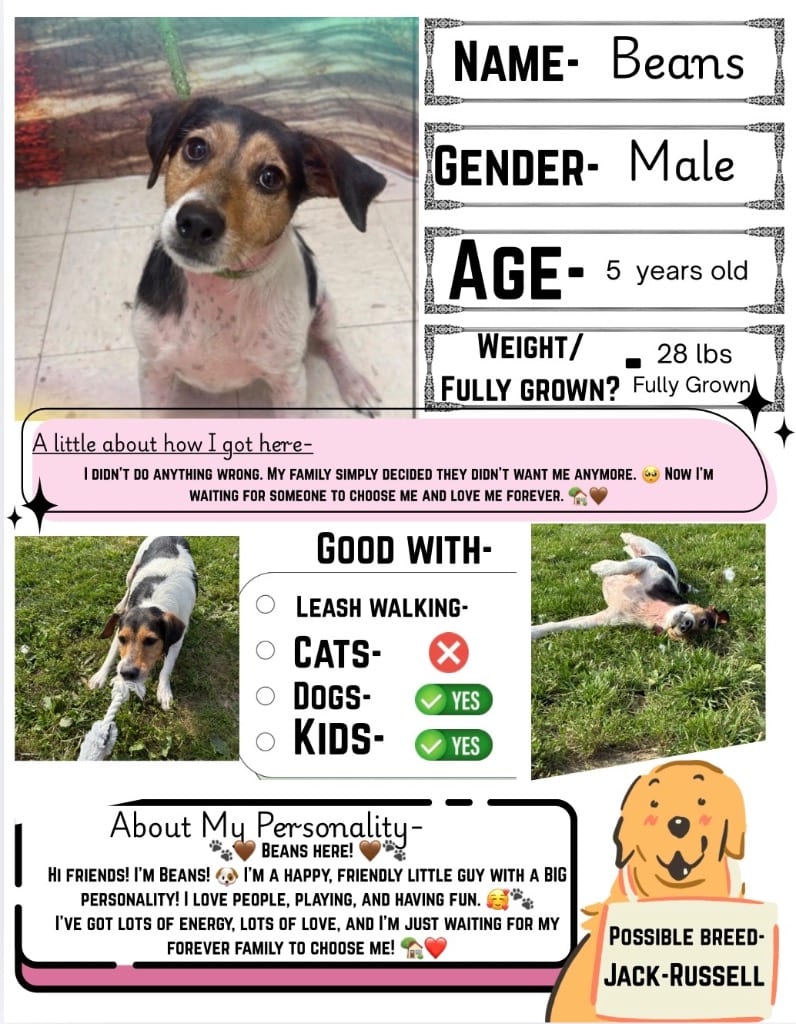 Photo of Beans, adoptable Jack Russell Terrier in New Cumberland, West Virginia