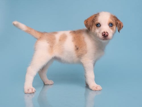 Photo of Date: Coffee Meets Bagel, adoptable Australian Shepherd in Romoland, California