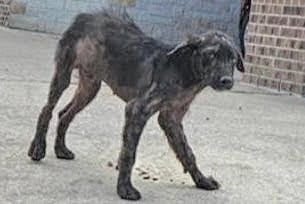 Photo of A663038, adoptable German Shepherd Dog in Houston, Texas