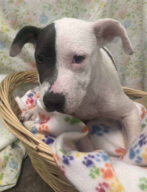 Photo of Wynnie, adoptable Pit Bull Terrier in Rosenberg, Texas