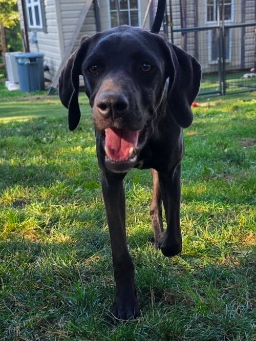 Photo of Paige, adoptable Pointer in Elizabethtown, Pennsylvania
