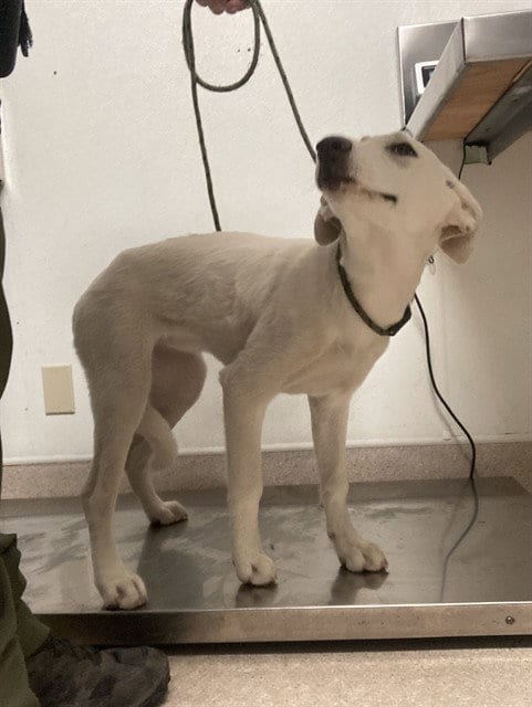 Photo of Dog 1, adoptable Great Pyrenees in Bakersfield, California